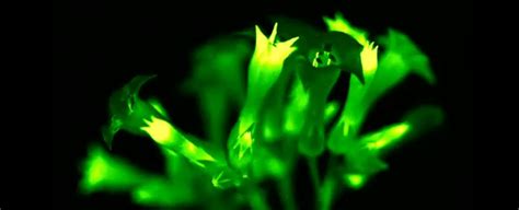 Scientists Engineer Gorgeous Glowing Plants That Shine Bright Their ...