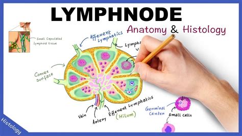 [DIAGRAM] Lymph Nodes Lymphatic System Diagram - MYDIAGRAM.ONLINE