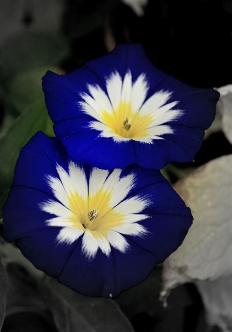 ~~Blue Ensign Morning Glory by Nate A~~ | Flores exóticas, Flor de ...