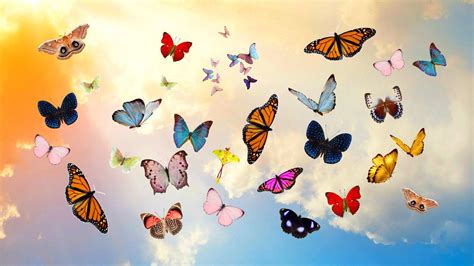 Aesthetic Glitter Butterfly Wallpaper Desktop - Insight from Leticia