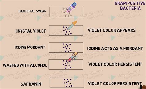 STAINING Principle, Reagents, Procedure, Steps, Results Interpretation ...