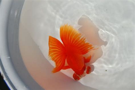 BUTTERFLY GOLDFISH | Goldfish, Goldfish types, Pet goldfish