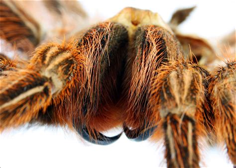 Tarantula fangs | Flickr - Photo Sharing!