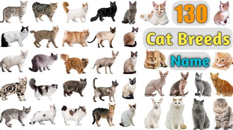 Cat Breeds Vocabulary ll 130 Cat Breeds Names In English With Pictures ...