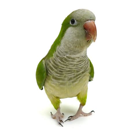 Green Quaker Parrot Outlet Cheap, Save 60% | jlcatj.gob.mx