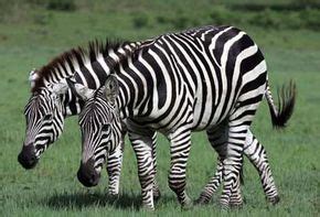 How do a zebra's stripes act as camouflage? | HowStuffWorks