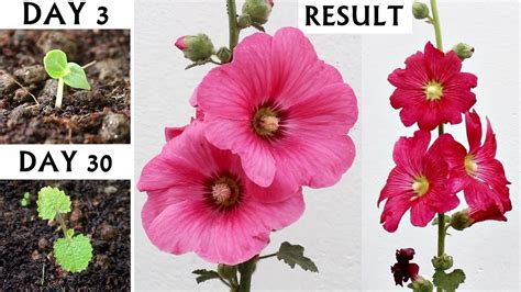 TIPS To Grow Hollyhocks From SEEDS In Pot [A-Z Details] - YouTube