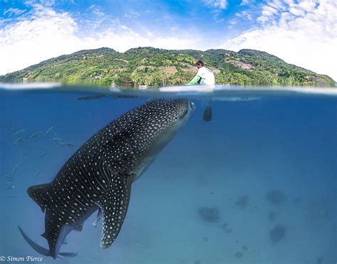 The Philippines - Oslob Whale Sharks | The Dive Tourist, saving our ...