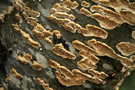 How to Identify Tree Fungus and Prevent a Disaster – The Tree Care Guide