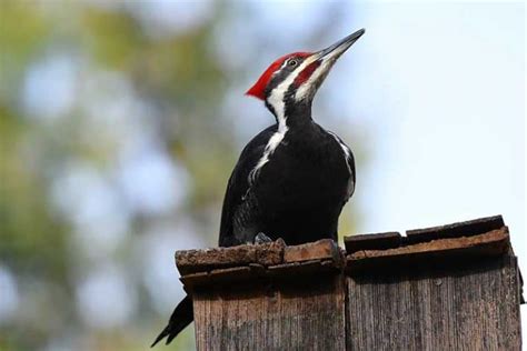 Woodpeckers in Oregon (Here Are 13 Species) - Wildlife Informer