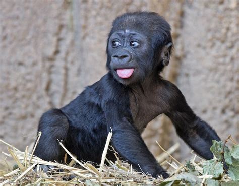 Sbadigli di primavera - Il Post | Leipziger zoo, Gorilla gorilla ...