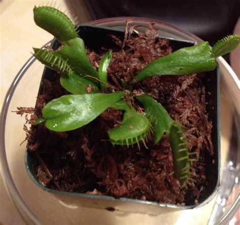 A Plant to Keep Bugs Away! - Instructables