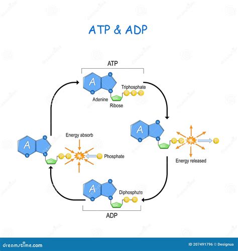 Atp Diagram