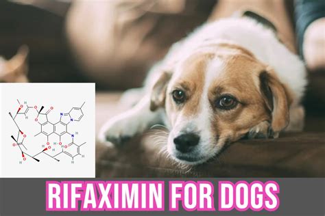 Best Alternatives To Metronidazole For Dogs: Safe Choices