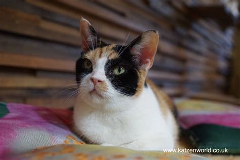 Cat Travel: Neko no Jikan Amemura - Osaka Cat Cafe Part 8 - Katzenworld