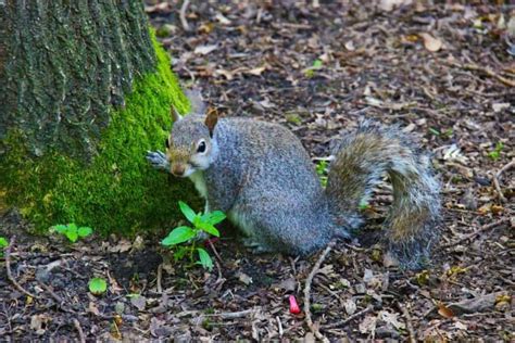 289 Types of Squirrels: The Ultimate Guide To All Squirrel Species in ...