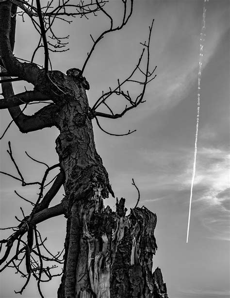 Tree Dry Black And White Dead - Free photo on Pixabay - Pixabay