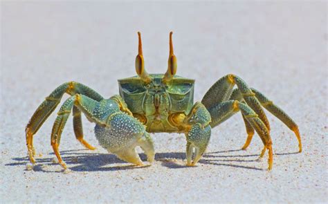 Ghost crabs are common shore crabs in tropical and subtropical regions ...