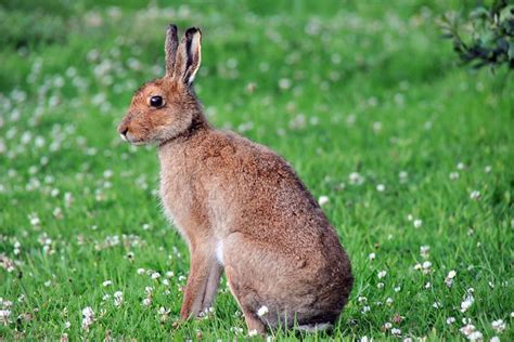 Irish Hare | Flickr - Photo Sharing!