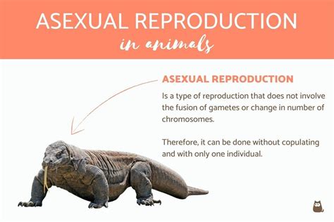 Asexual Reproduction in Animals and Examples - Definition, Types and More!