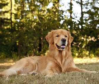 10 Most Popular Male and Female Golden Retriever Names - Vetstreet ...