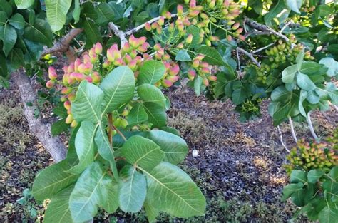 Pistachio Tree Information - Wikifarmer