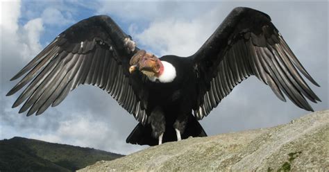 El Condor andino - Animales del Peru | Condor de los andes, Cóndor ...