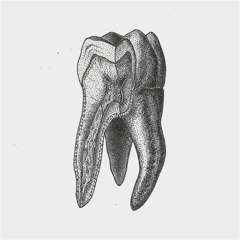 Ellie Dade on Instagram: “Tooth Cross-section . . . . #tooth # ...