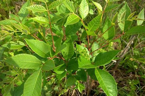 Poison Sumac - Tips For Identifying And Avoiding This Poisonous Plant