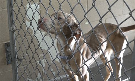 Evansville Dog owner charged with animal cruelty, animals transferred ...