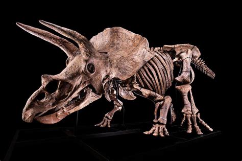 'Big John,' world's largest triceratops, sells for $7.7M - UPI.com