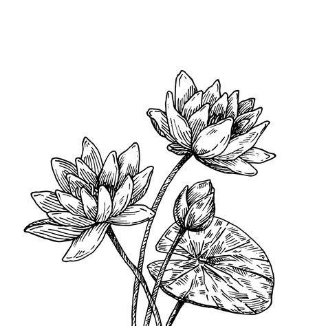 Black & white botanical drawings — Anna Farba Illustration