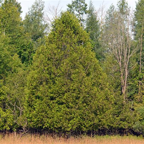 Types Of Cedar Trees