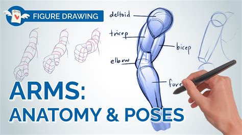 Mastering ARMS in Figure Drawing - From Anatomy to Foreshortening ...