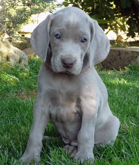 Weimaraner Puppies - Home