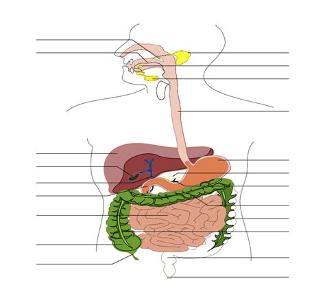 Human Digestive System Diagram Blank Images & Pictures - Becuo