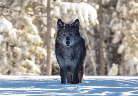 Biden Administration Defends Wildlife Services’ Killing of Wolf Pups in ...