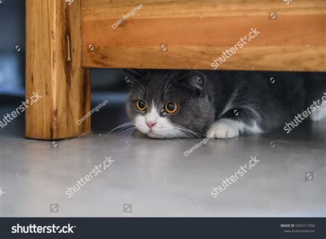 British Shorthair Cat Hiding Under Table Stock Photo 1655111092 ...