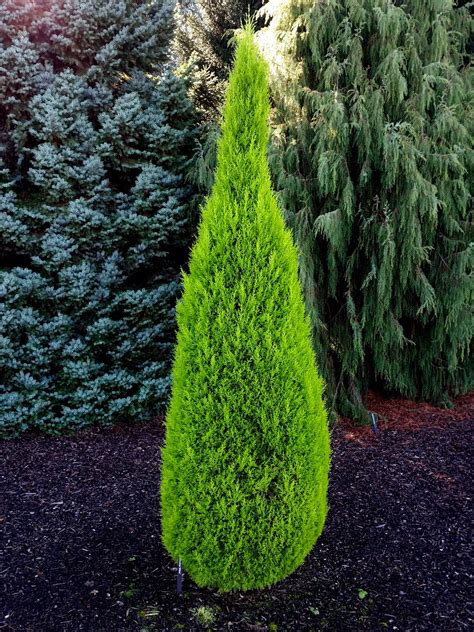 Cupressus Macrocarpa Goldcrest Care - knowledge.octopussgardencafe.com