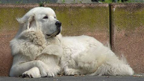 Polish Tatra Sheepdog - Temperament, Lifespan, Shedding, Puppy