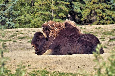 Muskox Resting at Zoo in Winnipeg, Canada - Encircle Photos