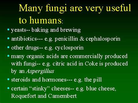 Many fungi are very useful to humans: