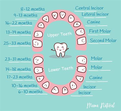 Baby Teething Chart: What Order Do They Come In? in 2024 | Tooth chart ...