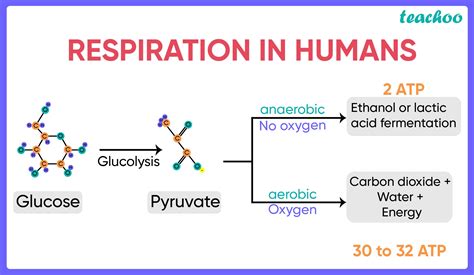 Difference between aerobic and anaerobic respiration [in Table Form]