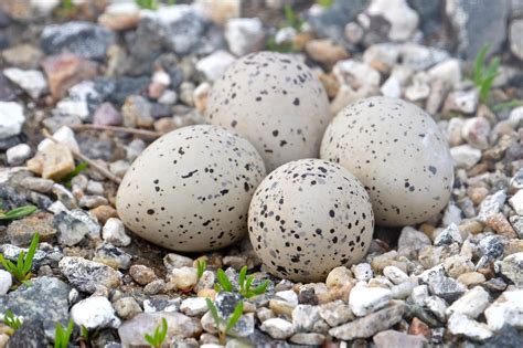 Plovers lay fourth egg in Good Harbor lot | Local News ...