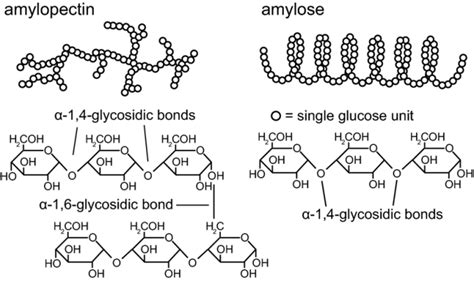 Starch Hydrolysis Test: Principle, Procedure and Results - Learn ...