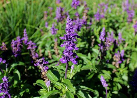 Salvia farinacea: the care you need to take - Global Gardening Secrets