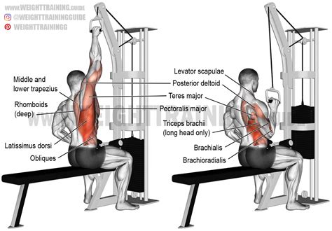 Lat Pulldown Muscles Targeted for Weight Loss | Workout For Beginner