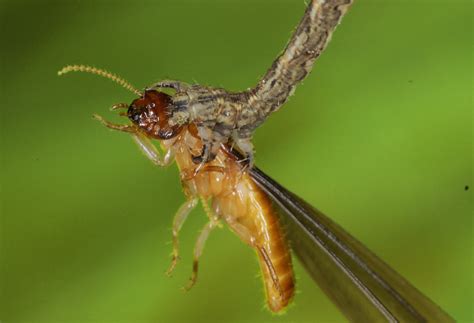 Hawaiian Carnivorous Caterpillar — Eupithecia | Hawaiian Forest