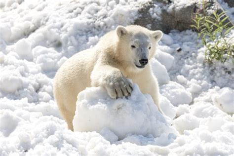 Polar bears in Finland frolic in donated load of snow | CBC News